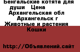Бенгальские котята для души › Цена ­ 25 000 - Архангельская обл., Архангельск г. Животные и растения » Кошки   